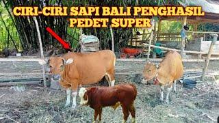 breeding sapi ciri ciri induk sapi bali dapat menghasilkan pedet super #breedingsapi #indukansuper