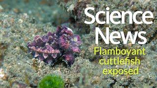 Flamboyant cuttlefish exposed  Science News