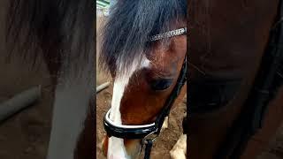 Calming a stallion with an Indian devotional song