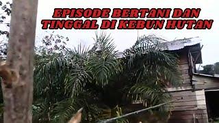 EPISODE TINGGAL DI RUMAH HUTAN KEBUN BERTANI MENANAM DAN PANEN SEADANYA.