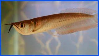 Buying A SILVER AROWANA