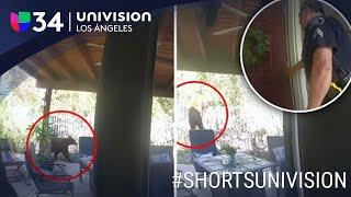 Un oso negro se mete a la cocina de la casa de una familia en Simi Valley #shorts