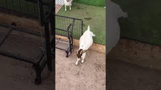 Mamães  Kuwait Boer Goats #boergoats #boergoat #boer #farmanimals