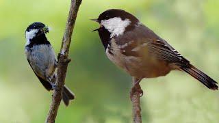 Singing Coal tit - the smallest tit in Belarus Azerbaijan and Russia   Film Studio Aves