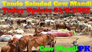 Tando Saindad Cow Mandi  Today Update Mandi Price  @TS_KNOWLEDGE_TV