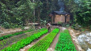 2 year living off grid in forest gardeningharvesting jackfruitasparagus pineapple to market sell