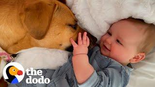 Rescue Dog Helps Her Toddler Brother Take His First Steps  The Dodo