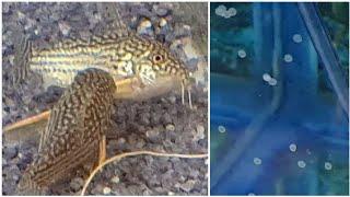 How to breed Corydoras Catfish - the complete guide for breeding cory catfish easy and successfully