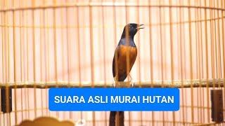 SUARA MURAI BATU HUTAN ASLI