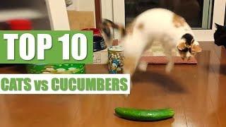 TOP 10 CATS vs CUCUMBERS