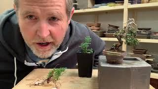 Bonsaify  Wiring Juniper Cuttings to Make Mame Bonsai