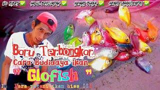 Baru Bongkar    Cara Budidaya Ikan Glofish Tetra Hasil Berlimpah Dan Hemat Biaya