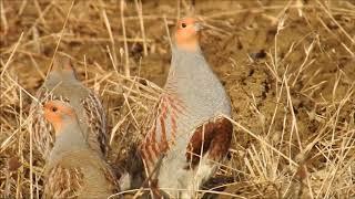 ORVIS - Upland Hunting - Hungarian Partridge