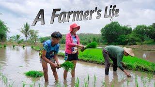 VLOG Planting rice with my siblings in our rice farm  Filipino Countryside Life