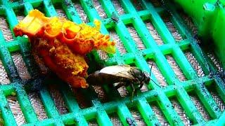 Пчёлы без открытого расплода принимают любую матку  На пасеке идёт замена маток.