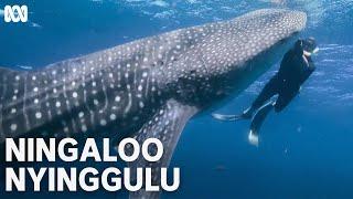 Swimming with whale sharks  Ningaloo Nyinggulu  ABC TV + iview