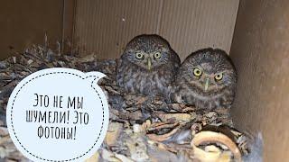 Little owls quick unpacking moose in the field is shown and the owl is being watched in the camera