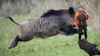 Κυνήγι αγριόχοιρου - Η μεγάλη καταδίωξη  Wild boar hunting