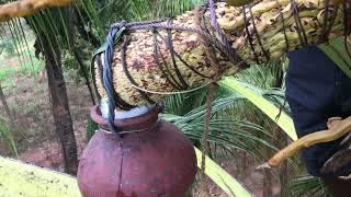 coconut toddy-Coconut arrack