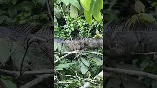 Enorme IGUANA en un río crecido