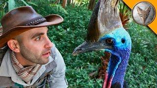 Man vs Cassowary