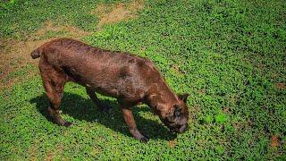 New rare chocolate Cane Corso?