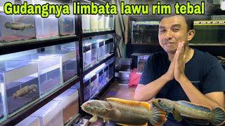 Edann..‼️gudangnya Limbata full tebal milik youtuber karanganyar