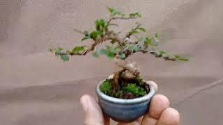 Shito bonsai