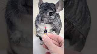 Chinchilla Love Chinese Food #shorts #chinchilla #pets #shortsfeed #viral #animals