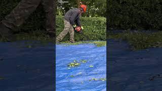 Hedge Cutting Marathon  Testament To the Stihl HS 45 A Fraction Of Its Seasonal Graft 5yrs Strong