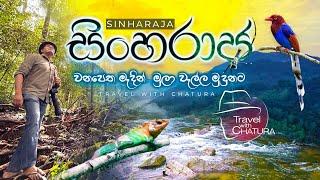 සිංහරාජ වනපෙත මැදින් මුලා වැල්ල මුදුනට  Travel with Chatura sinharaja forest