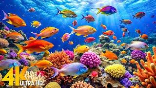 Ocean 4K - Beautiful Coral Reef Fish in Aquarium Sea Animals for Relaxation 4K Video Ultra HD #2