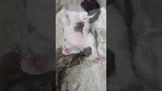 anak kucing tidur  funny video  gaya tidur anak kucing #shorts