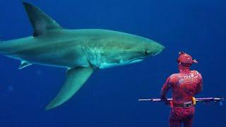 GREAT WHITE SHARK ENCOUNTER whilst SPEARFISHING NSW AUSTRALIA