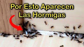 SIGNIFICADO EMOCIONAL por el que APARECEN las HORMIGAS en Tu CASA ROJAS y NEGRAS  COMO ELIMINARLA