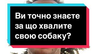 Похвала. В яких випадках не треба хвалити собаку? Ви точно знаєте за що хвалите свою собаку?