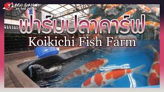 ตื่นเต้นมาก ปลาคาร์ฟนำเข้า Koikichi Fish Farm  KOI DAILY By The PETTO EP56
