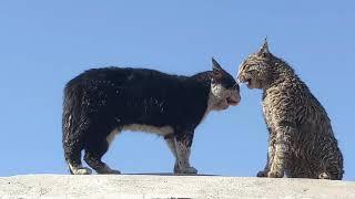 Cats hiss and growl at each other