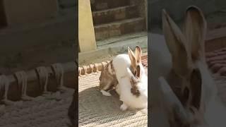 Saw the Rabbit having sex after a long rabbit sex time#shorts#rabbit