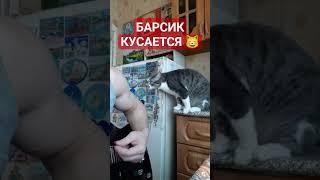 БРОСЬ ГИТАРУ И ГЛАДЬ МЕНЯ  #shorts #кот #животные #animals #cat