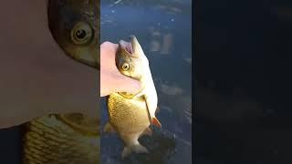 жерех#рыбалка#fishing#shortvideo