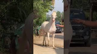 stallion sonu  lidder stud farm  #horse #horselover #horseriding #reels #shonkijatt #like #viral