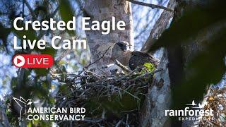 Crested Eagle Live Cam - By Rainforest Expeditions & American Bird Conservancy