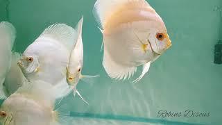 Albino Platinum Discus fish