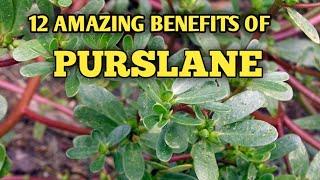 HOW PURSLANE HELP YOUR OVERALL HELATH. THE AMAZING BENEFITS OF PURSLANE