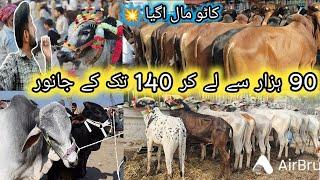 Shahpur kanjra Mandi 2024 - Cow Mandi 2024 - Cow Mandi Lahore 2024 - Dangerous cow