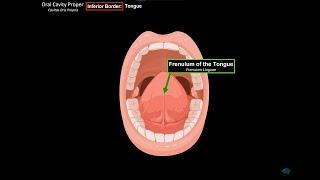 Oral Cavity Proper Palate & Tongue - Oral Cavity Anatomy