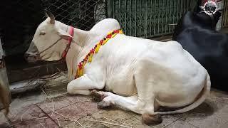 Puran DhaKa Elakar Boro Boro Qurbani Goru 2024 • পুরান ঢাকার কোরবানির গরু• Red Bull • Cow Lovers