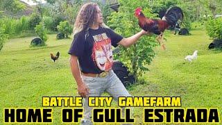 Home Of Gull Estrada - Battle City Gamefarm - Estrada Bjorn Clark - Malaybalay City Philippines