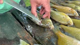 How to clean bluegill fish